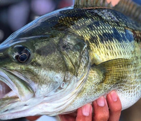 CHRISTMAS GIFT SPECIAL  - 44 MAG OR 45 MAN + 10 HR - 2026 North GA Swimbait Trip - On water (Lake Lanier)