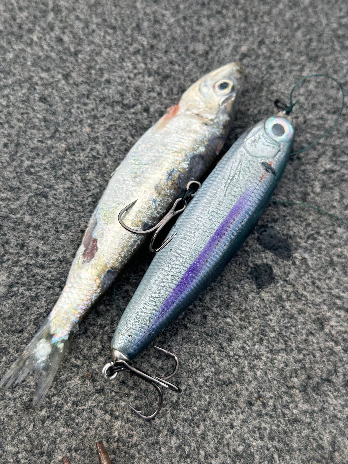 * PRE-ORDER * LIMITED ** MAG 40 TOPWATER - HERRING)